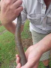 Psammophis mossambicus