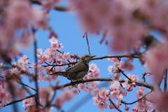 Hypsipetes amaurotis