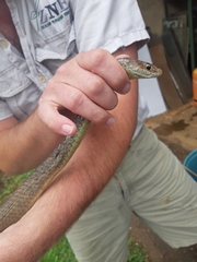 Psammophis mossambicus