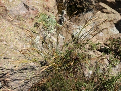 Dianthus fragrans