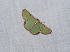 Eucyclodes buprestaria