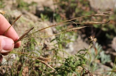 Dianthus fragrans