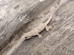 Hemidactylus platyurus