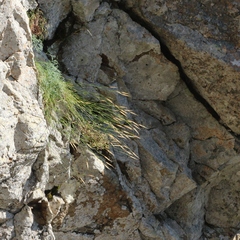 Dianthus fragrans