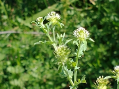 Acicarpha tribuloides
