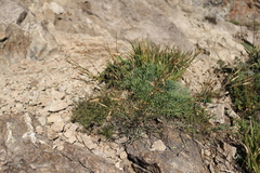 Dianthus fragrans