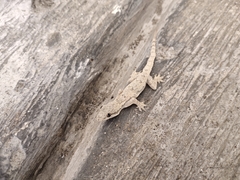 Hemidactylus platyurus