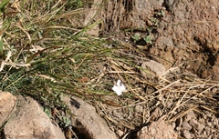 Dianthus fragrans