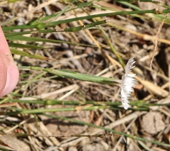Dianthus fragrans
