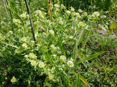 Acicarpha tribuloides