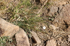 Dianthus fragrans