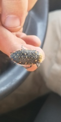 Julodis chevrolatii chevrolatii