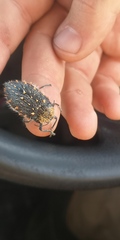 Julodis chevrolatii chevrolatii