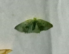 Dioscore bicolor