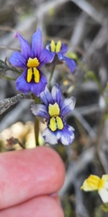 Nemesia azurea