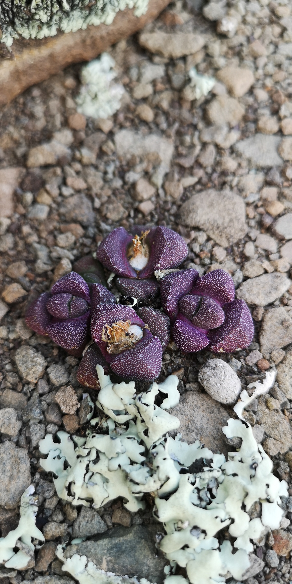 Stomatium suaveolens