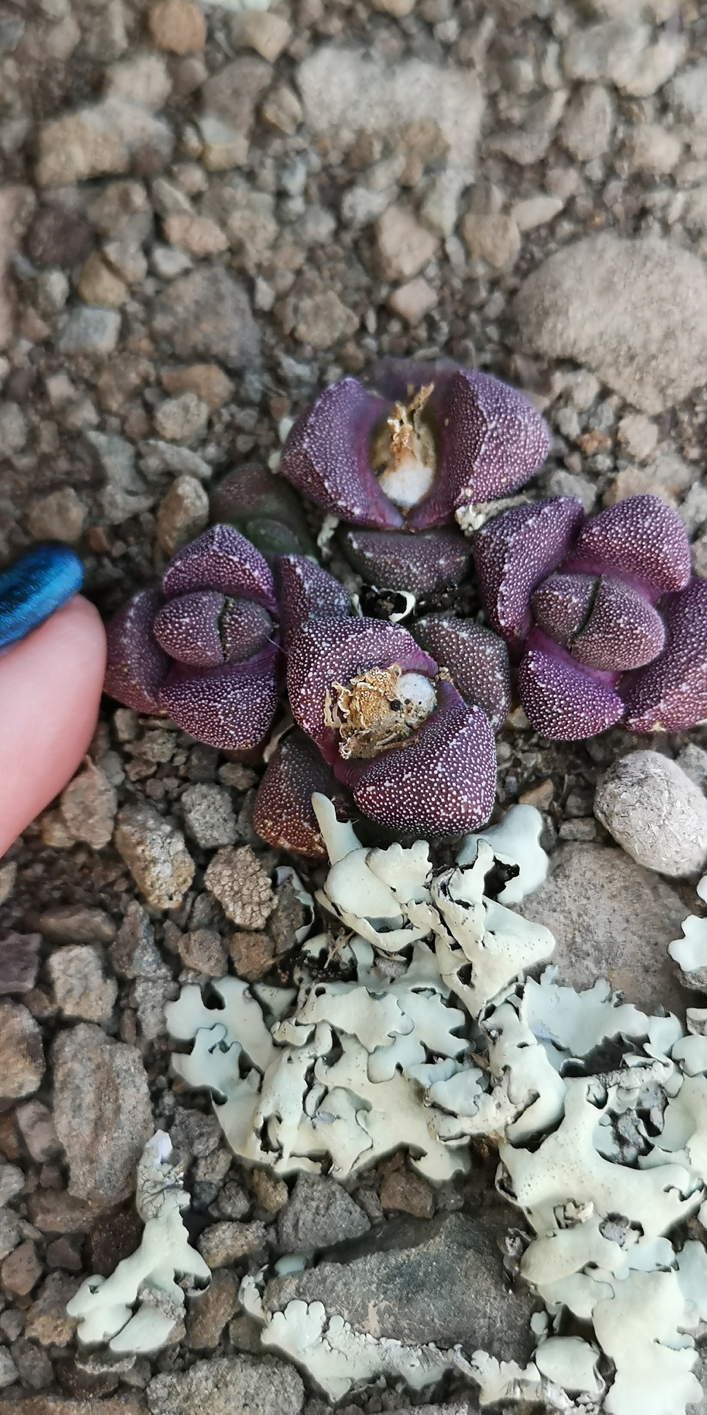 Stomatium suaveolens 2
