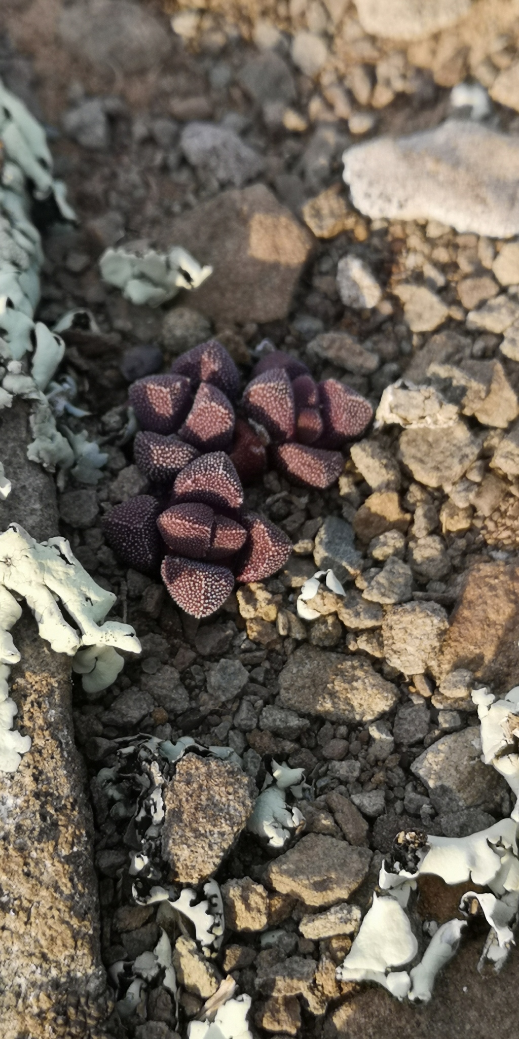 Stomatium suaveolens 3