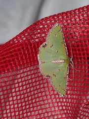 Eucyclodes buprestaria