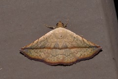 Eublemma perversicolor