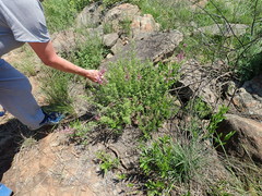 Syncolostemon transvaalensis