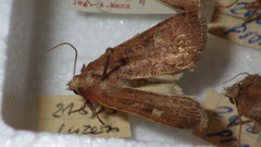 Xestia xanthographa