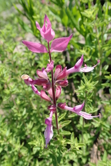 Syncolostemon transvaalensis