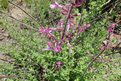 Syncolostemon transvaalensis