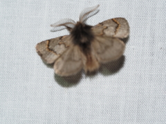 Omphaliodes obscura