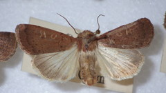 Xestia xanthographa