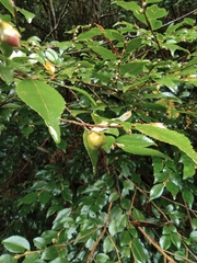 Camellia cuspidata