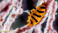 Cuspivolva tigris