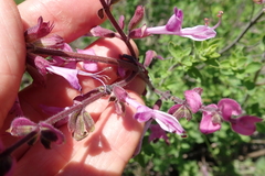 Syncolostemon transvaalensis