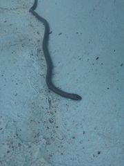 Atractaspis bibronii