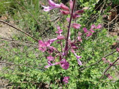 Syncolostemon transvaalensis