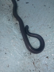 Atractaspis bibronii