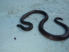 Atractaspis bibronii