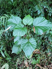 Byttneria grandifolia