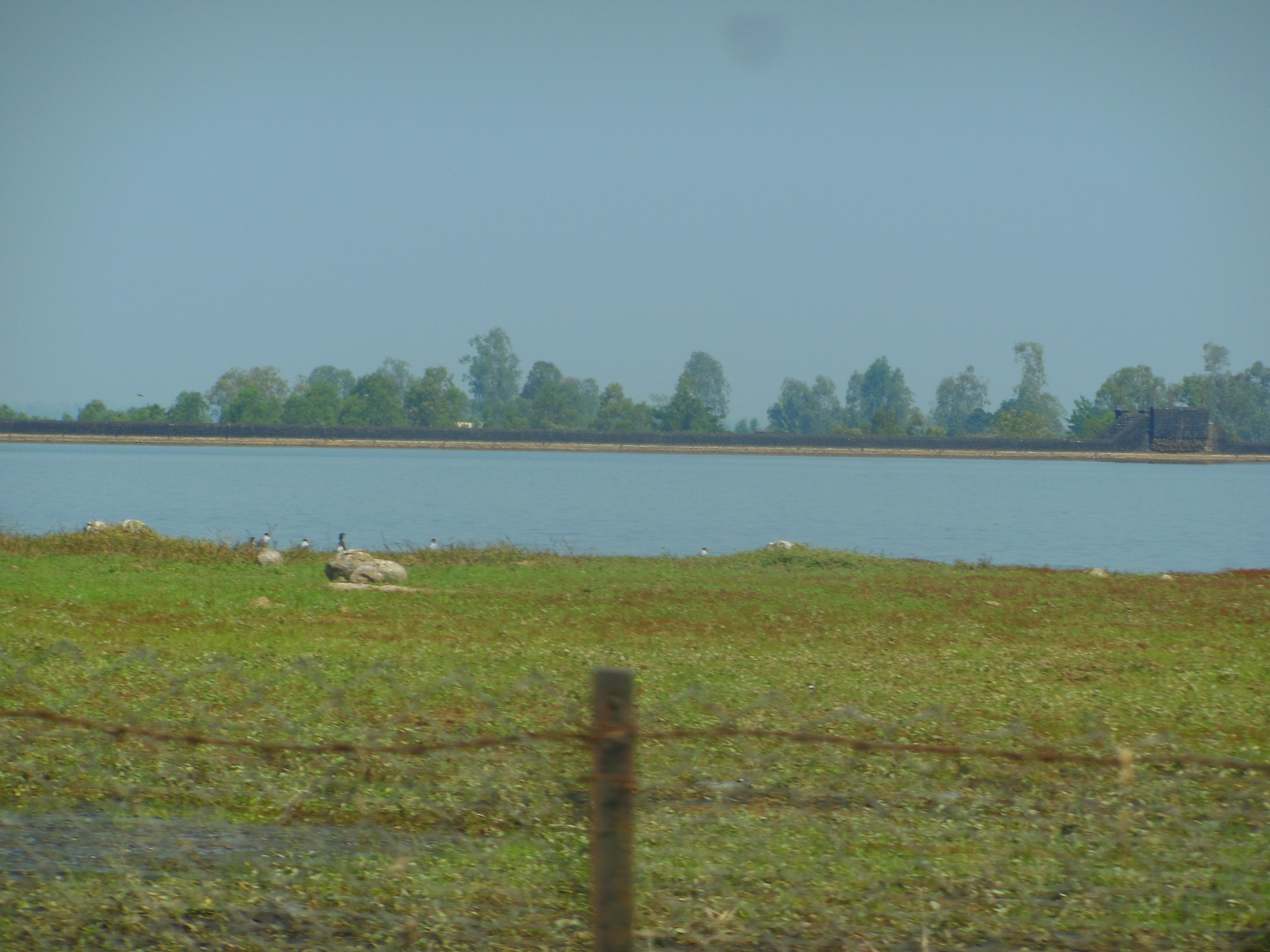 River Tern