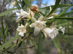 Eremophila mitchellii