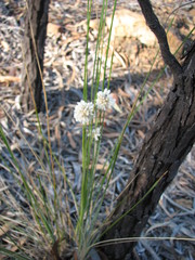 Lomandra leucocephala