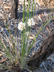 Lomandra leucocephala