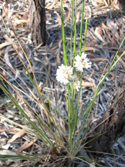 Lomandra leucocephala