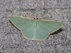 Chlorocoma assimilis