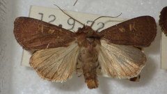 Xestia xanthographa
