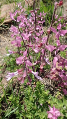 Syncolostemon transvaalensis