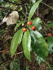 Gynochthodes umbellata