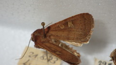 Xestia xanthographa
