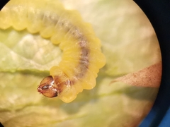 Tischeria ekebladella