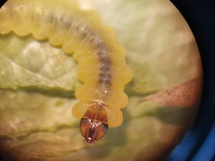 Tischeria ekebladella